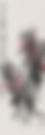 Impatiens Balsamina (preview)