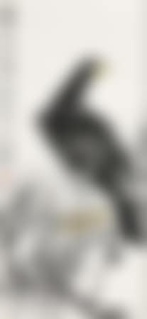 Eagle and Pine Tree (preview)