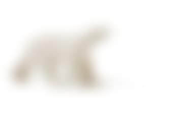 Ours blanc marchant (preview)