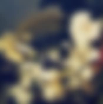 Image from the Series Fixierte Augenblicke (Fixed Moments) (preview)