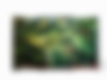 Jungle (preview)
