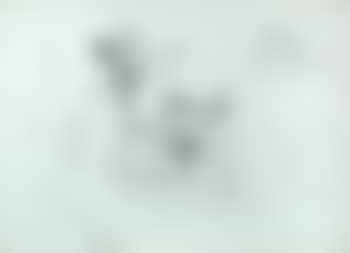 Study of a Fox Terrier (preview)