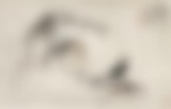 Pets' fun (preview)