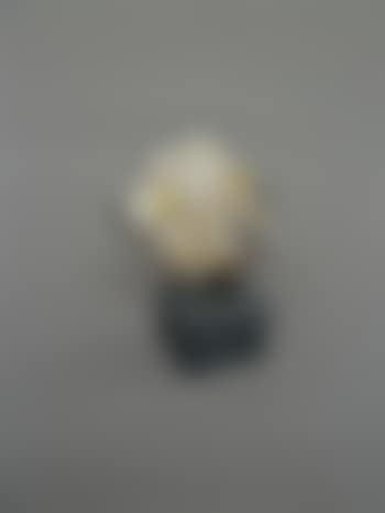 Tête de mouton (preview)