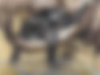 La Panthère (preview)