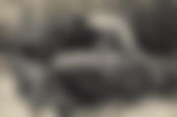 Narcissus (preview)