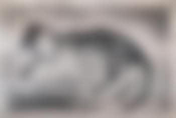 Chat Allongé (preview)