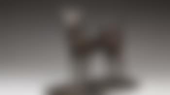 Chien annamite ou chien d'Annam (preview)