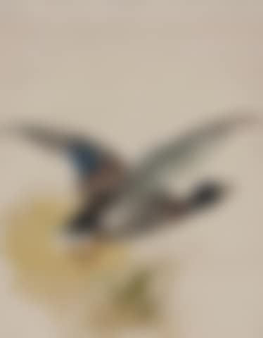 Mallard in flight (preview)