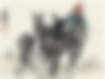 Donkey herding (preview)