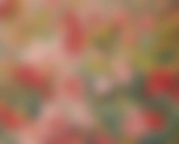 Parterre de pivoines et tulipes (preview)