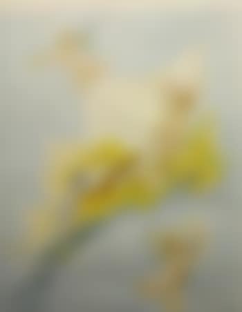 Exposition Rops (preview)