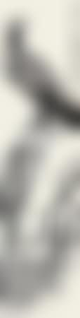 Eagle Standing on Pine Tree (preview)
