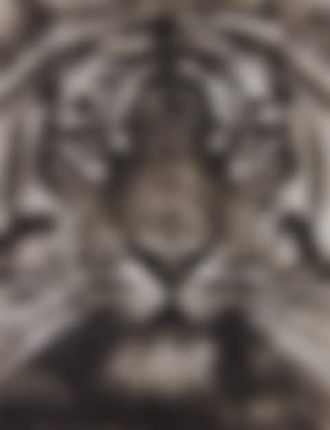 Study of Tiger Head 18 (preview)