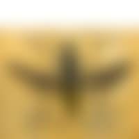 Wasp (preview)