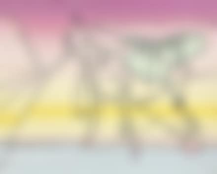 I Miraggi (preview)