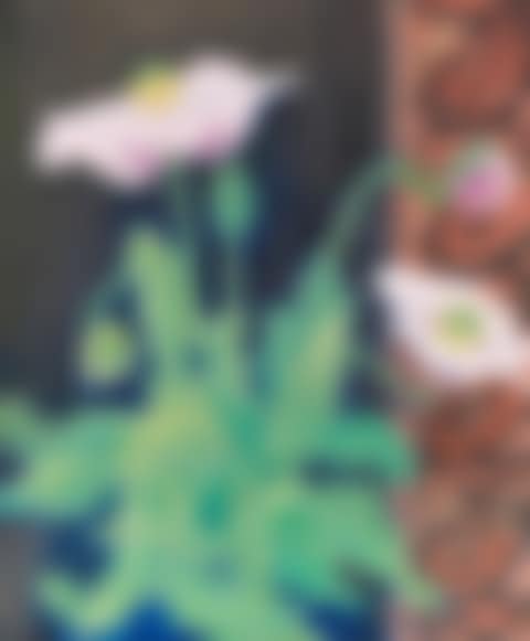 Mohn (preview)