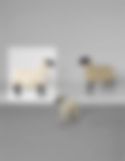 Mouton ‘Brebis’ (preview)