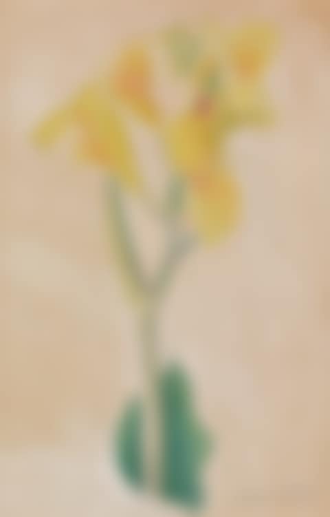Yellow Alstroemeria (preview)
