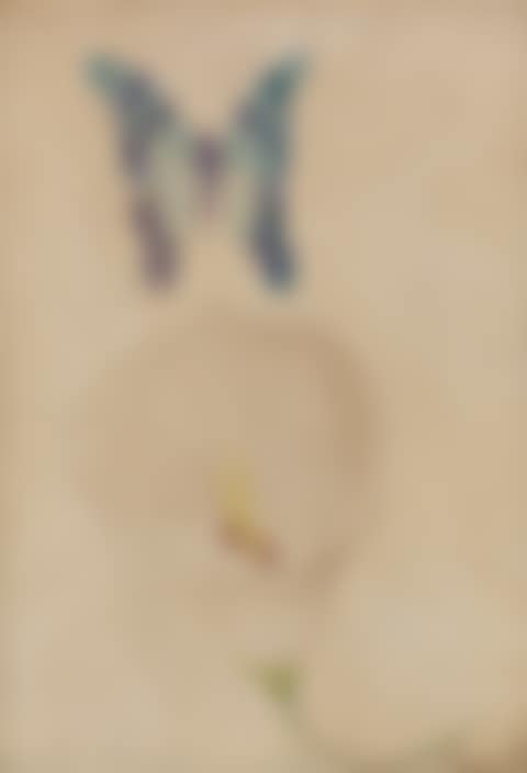 Study Of A Blue Butterfly And White Calla Lily (preview)
