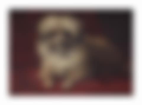 Fido (preview)