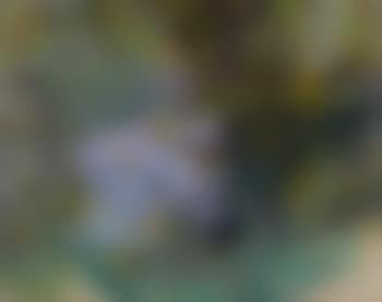 Nymphéas (preview)