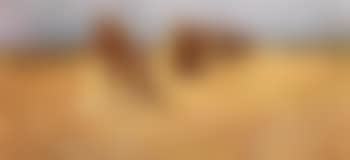 Kornfeld (preview)