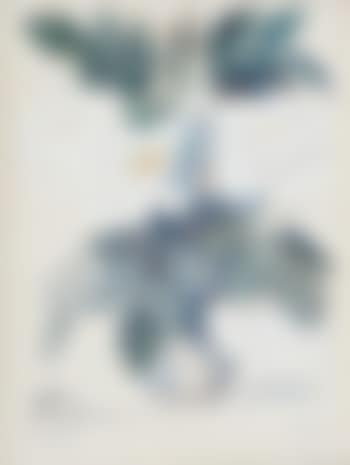 Flowers and Scissors (preview)