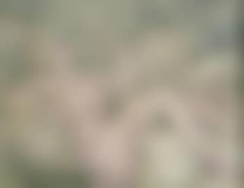 Adolescente , (preview)