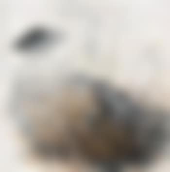 Peony ,
1981 (preview)