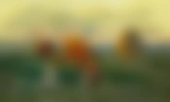 Grazing Cows, Bornholm ,
1938 (preview)
