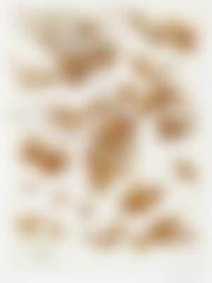 Untitled (Adler) (Eagle) (preview)