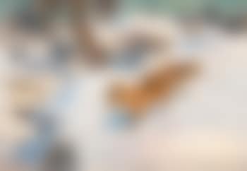 Fox in a winter landscape , (preview)