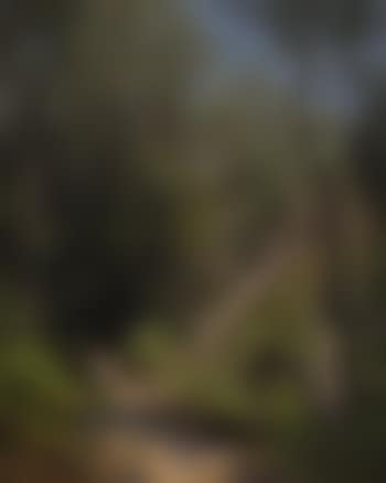 In the Woods (preview)