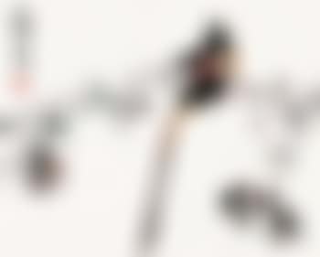 Bird , (preview)