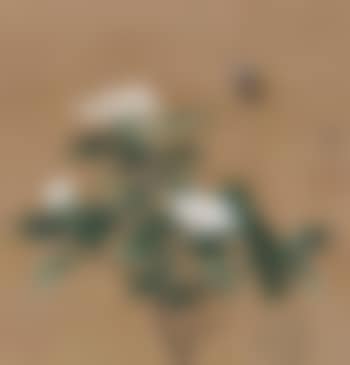 Flower (preview)