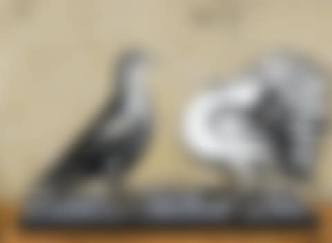 PIGEON GRIS ET PIGEON PAON (preview)