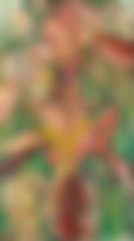 Red and yellow butterfly irises (preview)