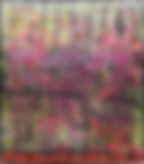 SP04 (preview)