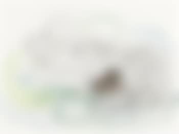 Katzenfamilie (preview)