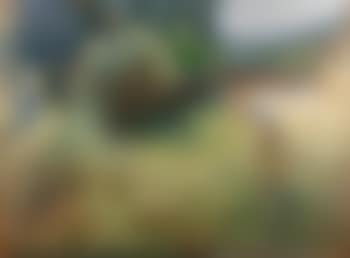 La Fenaison (preview)