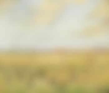 Hjejler på heden i Vestjylland. Golden plovers on the moors of Jutland. (preview)