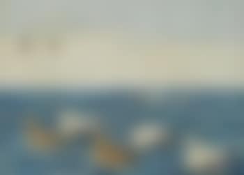 Eider on the sea (preview)