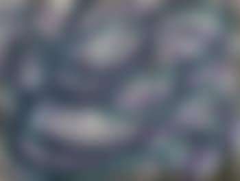 Bite your tongue , (preview)