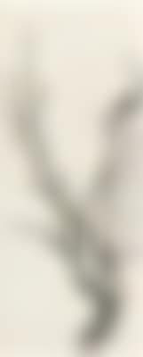 White prunus ,
1975 (preview)