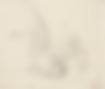Study of Swan landing from flight , (preview)