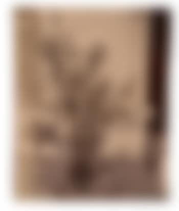 Laurier rose ,
Circa
1910 (preview)