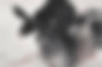 Rabbit , (preview)