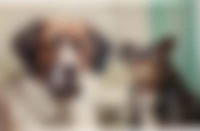 Melancholic, Phlegmatic (preview)