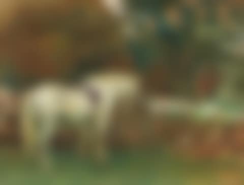 White pony (preview)